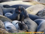 Colonie d'éléphants de mer, en villégiature sur la plage.
