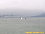 Le Golden Gate Bridge, dans le brouillard, vu depuis Alcatraz.