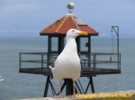 Un mirador du pénitencier d'Alcatraz: le gardien est une mouette !