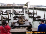 Les otaries du Pier 39 de San Francisco.