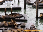 Les otaries du Pier 39 de San Francisco.