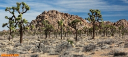 [no_rights] Parc national de Joshua Tree, Californie.<br>Des Joshua Trees à perte de vue, devant des empilements de rochers.