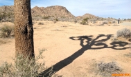 [no_rights] Parc national de Joshua Tree, Californie.<br>L'ombre menaçante du Joshua Tree plane sur sa proie...