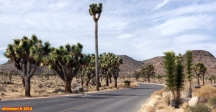 [no_rights] Parc national de Joshua Tree, Californie.<br>Certains Joshua Trees atteignent des hauteurs impressionnantes.