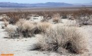 [no_rights] Parc national de Joshua Tree, Californie.<br>Le Buisson de créosote est l'arbuste le plus commun des déserts de Mojave et du Colorado.