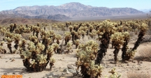 [no_rights] Parc national de Joshua Tree, Californie.<br>Cholla Cactus Garden.