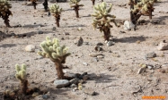 [no_rights] Parc national de Joshua Tree, Californie.<br>Cholla Cactus Garden.
