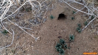 [no_rights] Parc national de Joshua Tree, Californie.<br>La vie animale s'est adaptée à l'aridité des lieux.