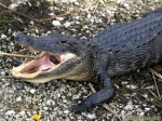 Parc national des Everglades.<br>Les alligators n'ont pas l'air bien nerveux comme ça, mais lorsqu'ils baillent, on se dit qu'il ne serait peut-être pas très prudent de les exciter...