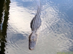Parc national des Everglades.<br>...ah d'accord, ce n'est pas un morceau de bois, mais un gros lézard. Par ici, ils appellent ça un Alligator !