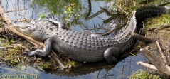 Parc national des Everglades.<br>Les alligators n'ont pas l'air bien nerveux...