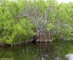 Parc national des Everglades.<br>L'eau semble bien calme, au pied des mangroves. Mais à bien y regarder, il semble y avoir un bout de bois qui se déplace tout seul en surface...