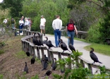 Parc national des Everglades.<br><i>Anhinga Trail</i>, chemin aménagé dans les marécages, permettant d'approcher la vie sauvage sans danger. Enfin, presque sans danger: les oiseaux peuvent souiller les visiteurs qui passeraient trop près de leur... postérieur !