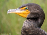 Parc national des Everglades.<br>L'Anhinga d'Amérique: remarquez ses yeux bleus-verts et son bec orangé, magnifique !