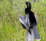 Parc national des Everglades.<br>Anhinga d'Amérique sur une échelle de mesure de la hauteur de l'eau. La graduation et le zébrage des ailes semblent se faire un clin d'oeil !