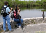 Parc national des Everglades.<br>Les Anhingas sont habitués à la présence de l'homme, et se laissent approcher sans problème. Quel régal pour tous les chasseurs d'images !