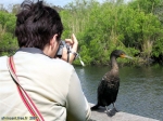 Parc national des Everglades.<br>Les Anhingas sont habitués à la présence de l'homme, et se laissent approcher sans problème. Quel régal pour tous les chasseurs d'images !