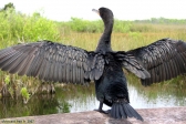 Parc national des Everglades.<br>Envol d'un Anhinga d'Amérique.