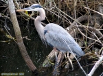 Parc national des Everglades.<br>Un grand héron bleu.
