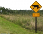 Parc national des Everglades.<br>Le fameux puma de Floride, contre lequel ce panneau routier nous met en garde. Bon, normalement, il a plus peur de nous que nous de lui, la rencontre est donc peu probable. Quand même, et si on remontait les vitres de la voiture ?