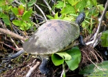 Parc national des Everglades.<br>Une tortue de Floride. Plutôt laide, non ?