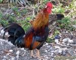 Key West.<br>Un des éléments les plus frappants est la présence de plusieurs milliers de poules et de coqs en totale liberté: attention à ne pas les écraser !