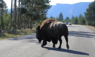 [no_rights] Parc national de Yellowstone, Wyoming, Etats-Unis.<br>Nous avons rencontré <i>Bison pas futé</i>: il provoque des ralentissements sur la route !