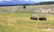 [no_rights] Parc national de Yellowstone, Wyoming, Etats-Unis.<br><i>Bison pas futé</i> a un copain: <i>Bison affamé</i>.