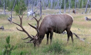 [no_rights] Parc national de Yellowstone, Wyoming, Etats-Unis.<br>Nous avons surpris un cerf en plein dîner.<br>Ce cliché nous a valu les foudres d'un Park Ranger, car nous étions trop près.