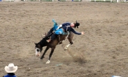 [no_rights] Ville de Cody, Wyoming, Etats-Unis.<br>Stampede Park, Spectacle de Rodéo.<br>Un pantin désarticulé, voilà ce que l'on a l'impression de voir.