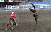 [no_rights] Ville de Cody, Wyoming, Etats-Unis.<br>Stampede Park, Spectacle de Rodéo.<br>Une fois que le cavalier a été éjecté, sa monture ne se calme pas aussitôt...
