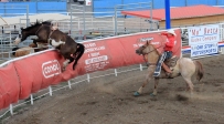 [no_rights] Ville de Cody, Wyoming, Etats-Unis.<br>Stampede Park, Spectacle de Rodéo.<br>Une fois que le cavalier a été éjecté, sa monture ne se calme pas aussitôt.<br>Malgré le lasso qui lui serre le coup, ce cheval se sauve vers l'enclos... des taureaux !
