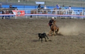 [no_rights] Ville de Cody, Wyoming, Etats-Unis.<br>Stampede Park, Spectacle de Rodéo.<br>La capture du veau: l'épreuve est chronométrée, le veau doit être immobilisé, les pattes entravées par une corde.