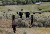 [no_rights] Montana, Etats-Unis.<br>Transfert de bétail à l'ancienne !