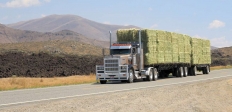 [no_rights] Passage d'un transport de foin à <i>Craters of the moon</i>, Idaho, Etats-Unis.<br>On se demande si les échappements ne risquent pas de mettre le feu à la cargaison...<br>Nous avons aussi croisé des camions tractant 3 remorques de foin. Ce sont des camions ou des trains ?