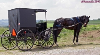 [no_rights] Communauté Amish de Pennsylvanie, Etats-Unis.<br>Une carriole traditionnelle.
