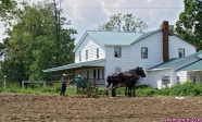 [no_rights] Communauté Amish de Pennsylvanie, Etats-Unis.<br>Travaux des champs, avec traction hippomobile.<br><font size=-1>Cliché pris à la volée, depuis une voiture en mouvement. Important flou dû à la vitesse.</font>