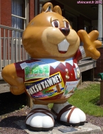 [no_rights] Ville de Punxsutawney, Pennsylvanie, Etats-Unis.<br>La statue de Phil la marmotte est présente à chaque coin de rue.