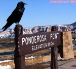 <i>Ponderosa Point</i>, à Bryce Canyon.<br>A 2670 mètres d'altitude (8904 pieds).<br>Le corbeau n'est pas empaillé: il est bien vivant !