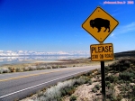 Grand Lac Salé.<br>Sur Antelope Island, on trouve des bisons, entre 500 et 700 têtes: il est fortement recommandé de ne pas s'éloigner de la route, pour éviter de mauvaises rencontres !