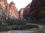 Parc national de Zion.<br>La <i>North Fork Virgin River</i> (Bras Nord du Fleuve de la Vierge) serpente au fond du canyon de Zion.