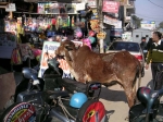 New Delhi.<br>La bonne vieille vache sacrée indienne.<br>Remarquez le tableau de bord du scooter en bas à droite: Il est orné d'une <i>Svatiska</i>, symbole religieux en forme de croix gammée.