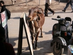 New Delhi.<br>Cliché par excellence, dans tous les sens du terme, le parking réservé aux scooters et... aux vaches.