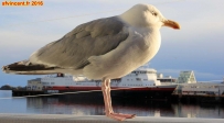 [no_rights] Ville de Svolvr, îles Lofoten, Norvège.<br>La mouette norvégienne n'est pas farouche.