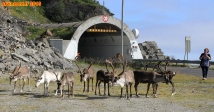 [no_rights] Route du Cap Nord, Norvège.<br>En chemin, il n'est pas rare de croiser des rennes.<br>Attention, car ils n'ont pas peur des voitures.