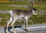 [no_rights] Route du Cap Nord, Norvège.<br>En chemin, il n'est pas rare de croiser des rennes.<br>Attention, car ils n'ont pas peur des voitures.